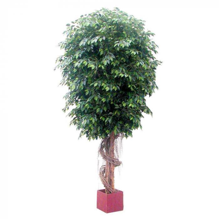 6.1M Giant Fat Ficus Tree W/22912 Lvs-abc