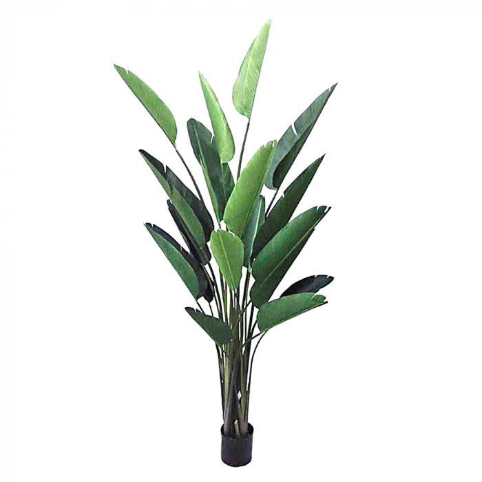Bird of Paradise 2.5m 18 Lvs-abc