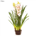 Cymbidium Giant Paper Pot 110cm Lt.Pin-abc