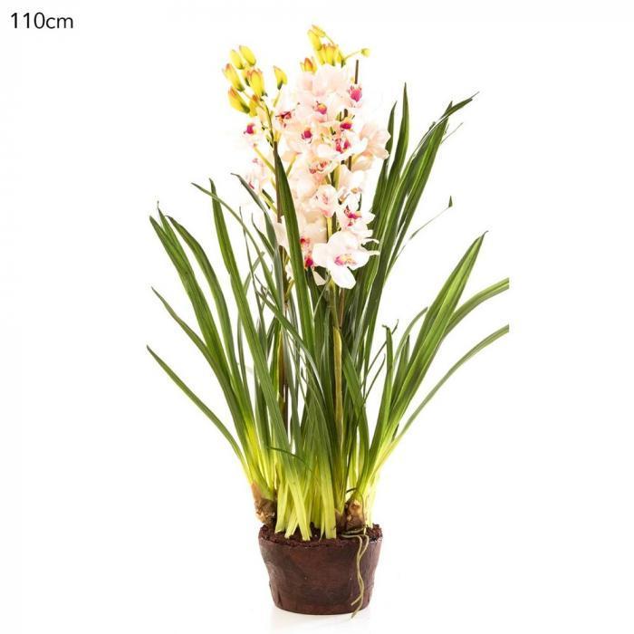 Cymbidium Giant Paper Pot 110cm Lt.Pin-abc
