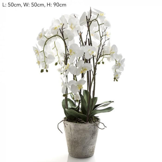 Orchid Phal Lge in Terracotta Pot White-abc