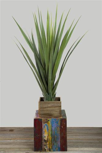 Pandanus Head Large 1.4m-abc
