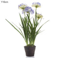 Agapanthus in Paper Pot Lavender-abc