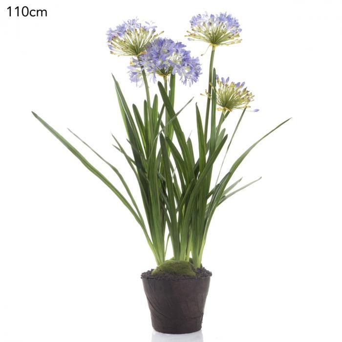 Agapanthus in Paper Pot Lavender-abc