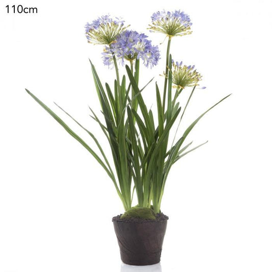 Agapanthus in Paper Pot Lavender-abc