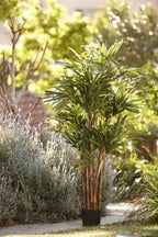 Raphis Palm (Thin Leaf) 1.6m-abc