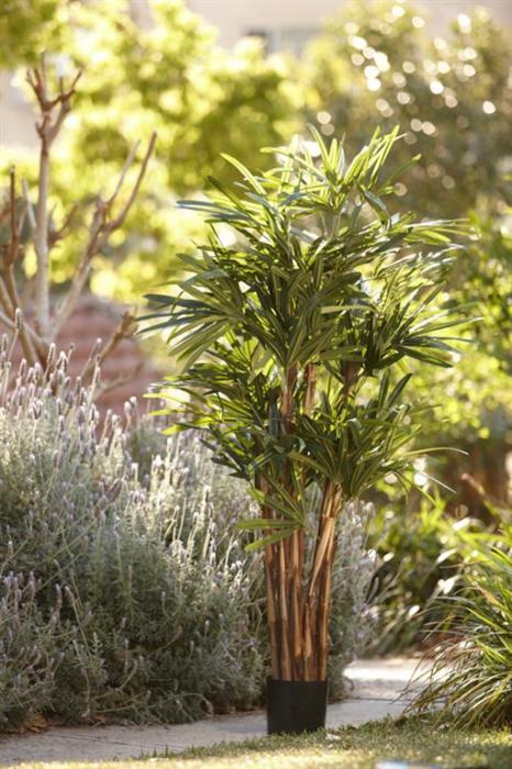 Raphis Palm (Thin Leaf) 1.6m-abc