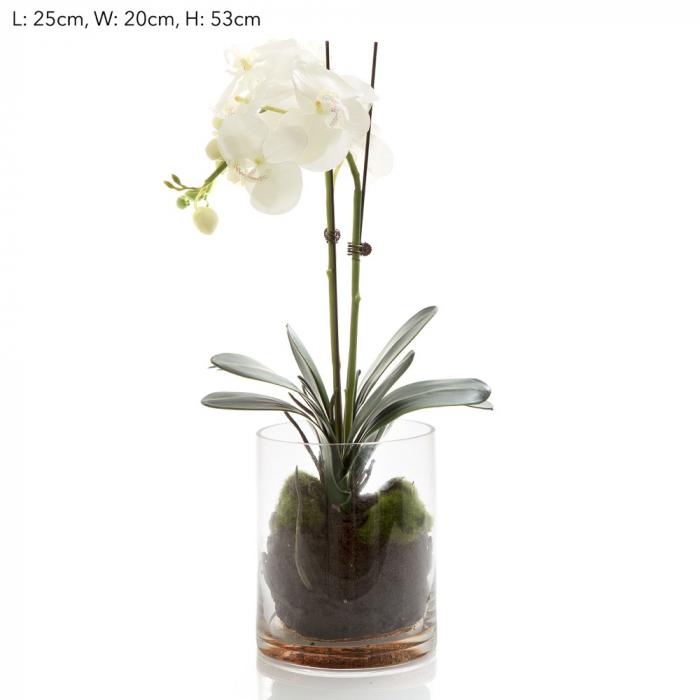 Orchid Phal in Glass Vase in Water White-abc