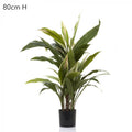 Cordyline Tree x7 70cm-abc