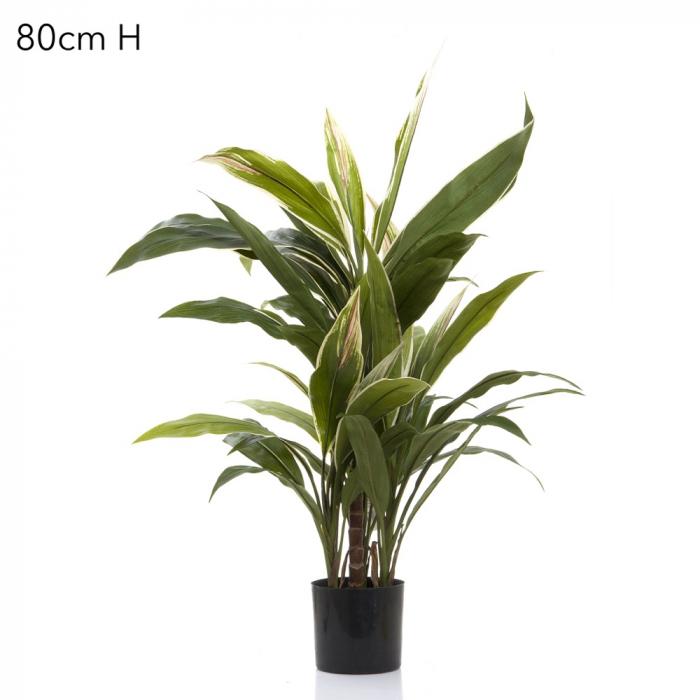 Cordyline Tree x7 70cm-abc