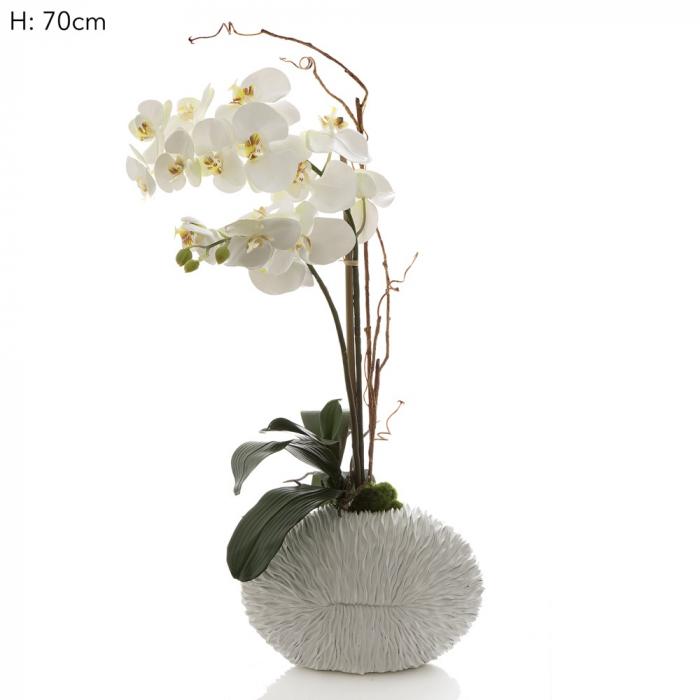 Phalaenopsis in White Shell Vase White-abc
