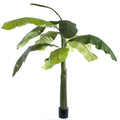 Banana Tree 1.5m-abc