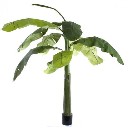 Banana Tree 1.5m-abc