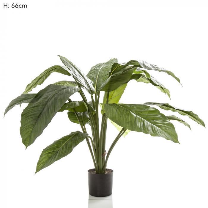 66cm Spathiphyllum Potted 19 l-abc