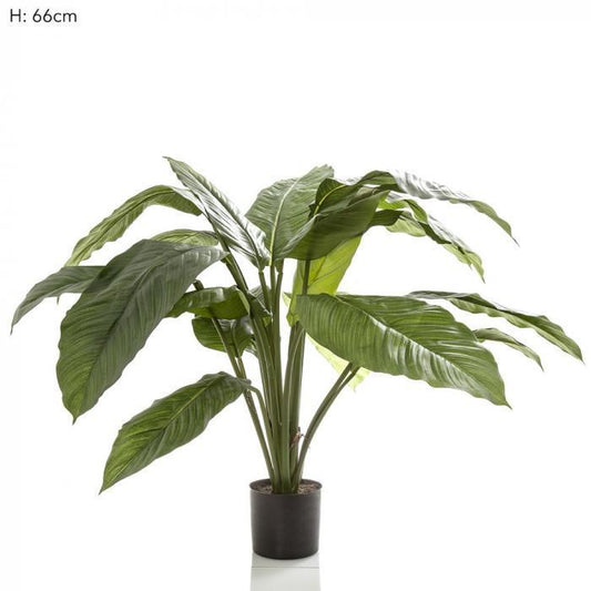 66cm Spathiphyllum Potted 19 l-abc