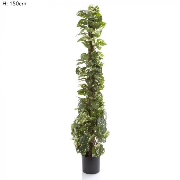 Pothos Vines on Coconut Pole 1.5m 300Lvs-abc