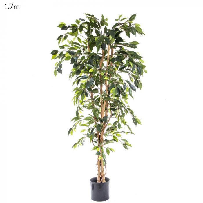 Ficus Tree 1.7m-abc