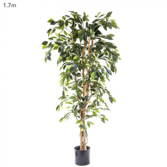 Ficus Tree 1.7m-abc