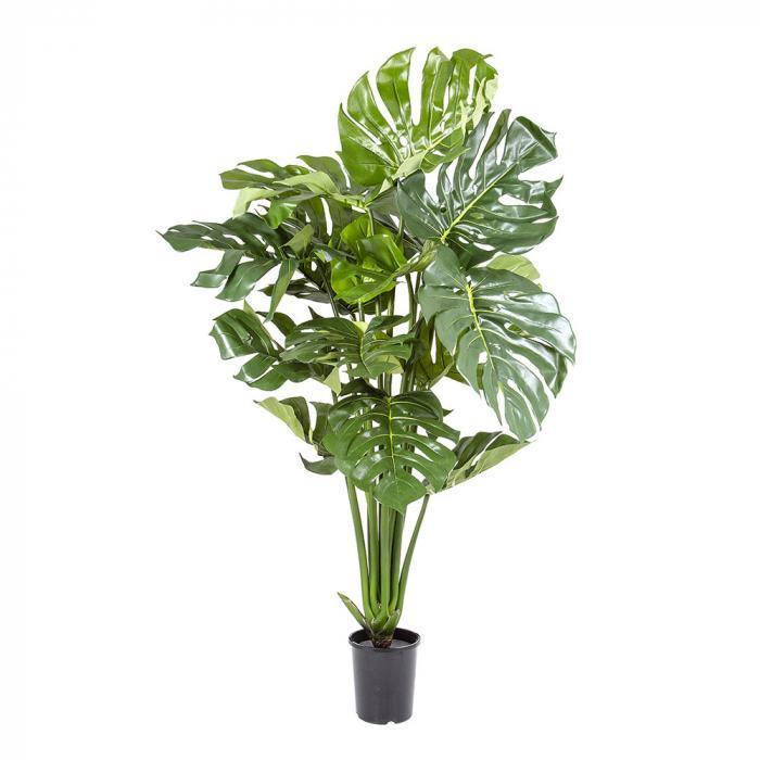 Split Leaf Philo 1.2m Potted-abc