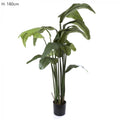 Travellers Palm 1.8m W/16 Lvs-abc