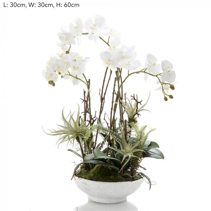Orchid in White Pot w/Fern-abc
