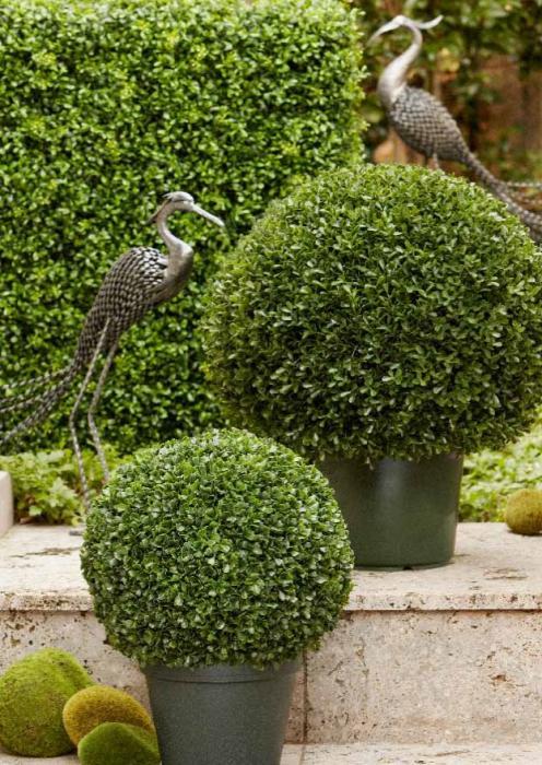 Boxwood Ball Potted 42cm Green-abc