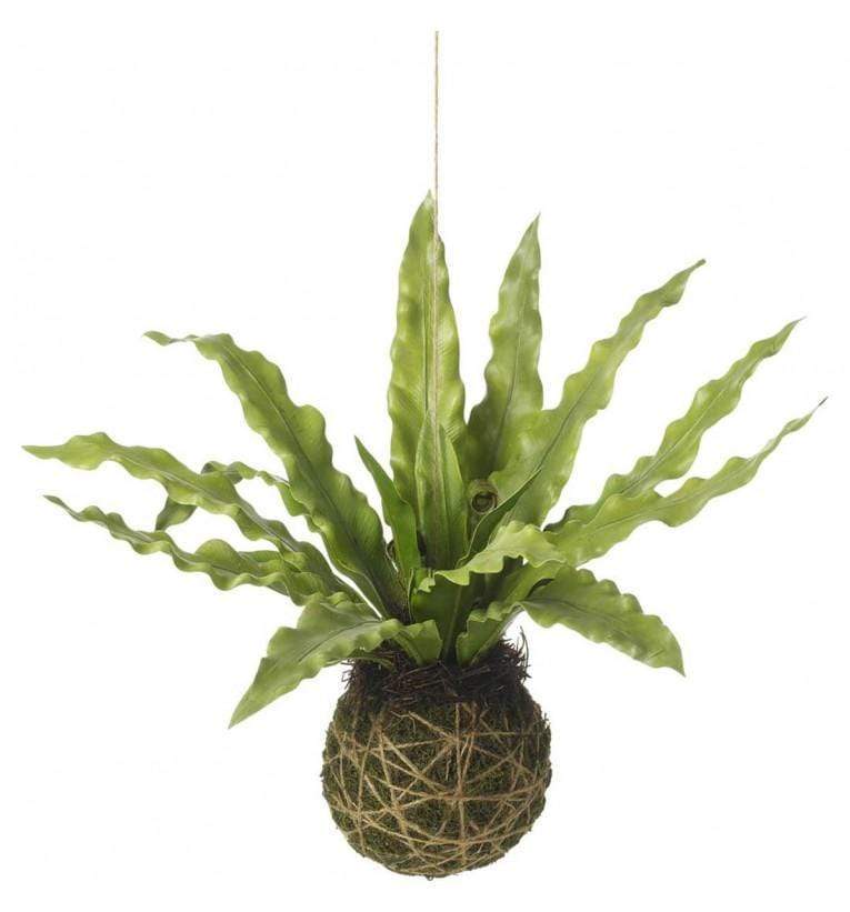 Asplenium Hanging Ball Green (6pk)-abc