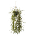 Hoya Hanging Green (2pk)-abc