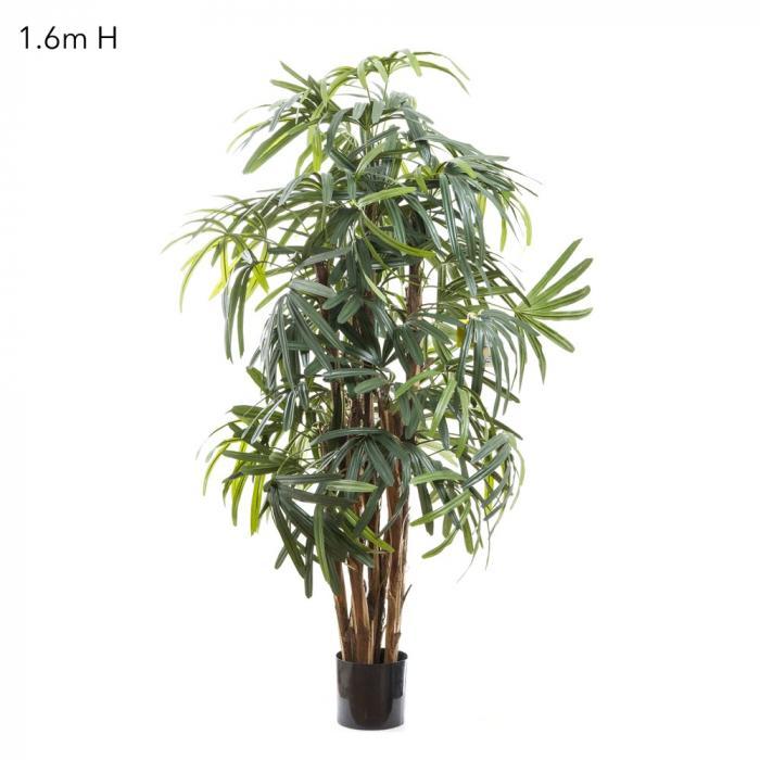 Raphis Palm (Thin Leaf) 1.6m-abc