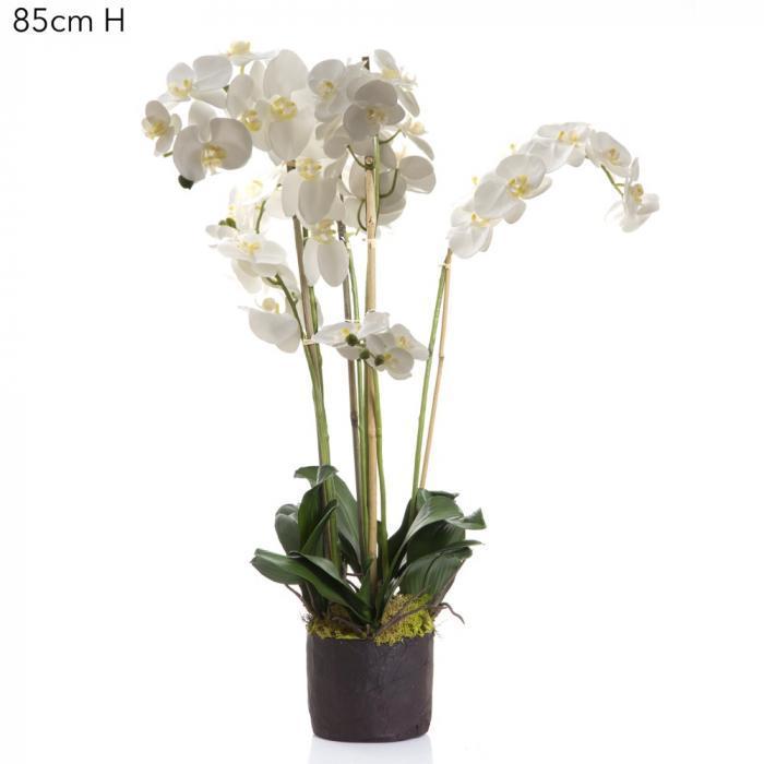 Phalaenopsis in Paper Pot White-abc