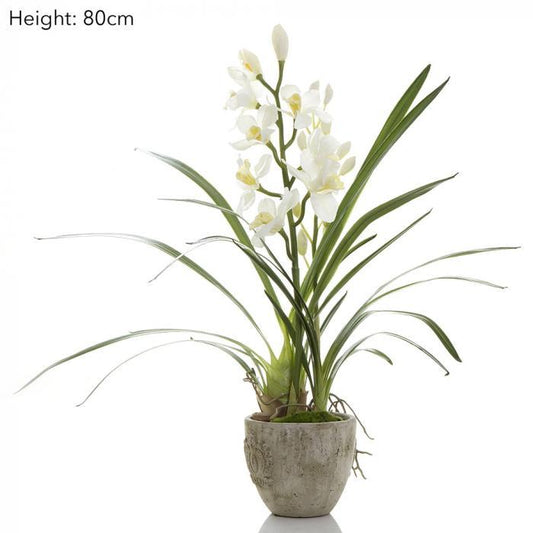 Cymbidium Orchid in Pot-abc