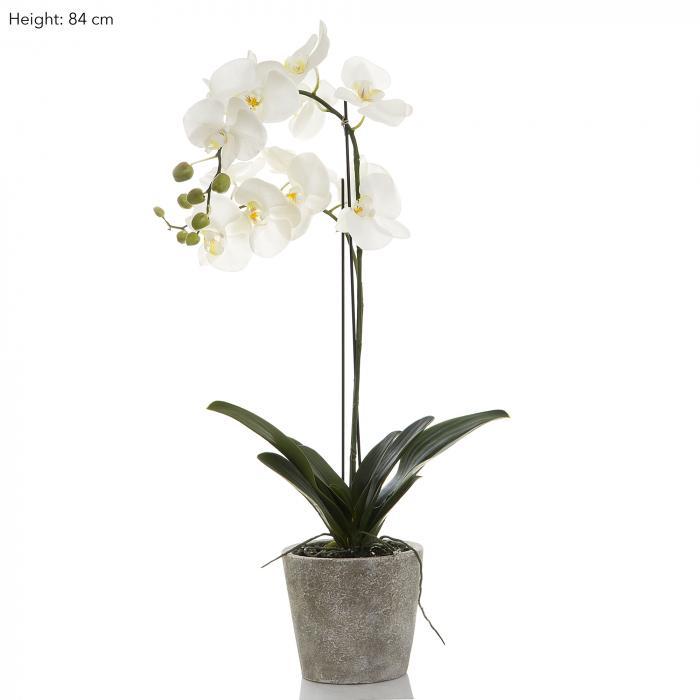 Orchid in Clay Pot 84cm White-abc