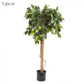 Ficus Ball Tree 1.2m-abc