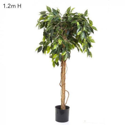 Ficus Ball Tree 1.2m-abc