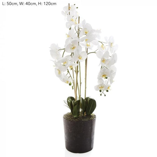 Orchid in Paper Pot Lge White-abc
