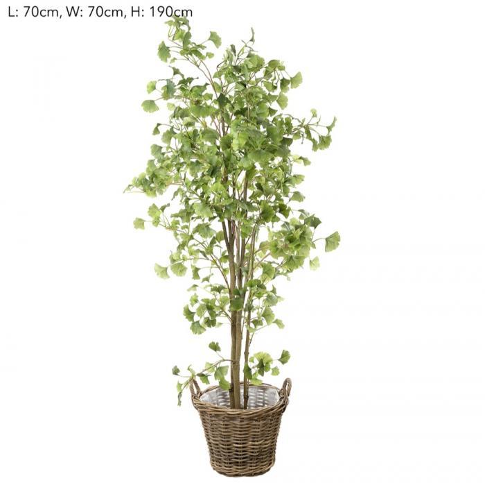 Ginko in S Rattan Basket-abc
