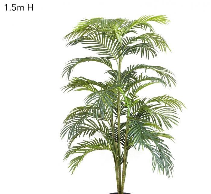 Areca Palm x 5 - 1.5m-abc