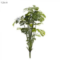 Split-Leaf Philodendron 1.2m No pot-abc