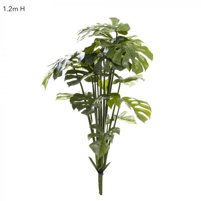 Split-Leaf Philodendron 1.2m No pot-abc