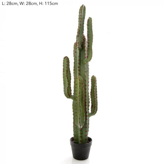 Desert Cactus XL-abc