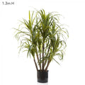 Dracaena Marginata 1.3m 10 Heads-abc