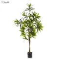 Dracaena Reflexa 1.3m Green-abc