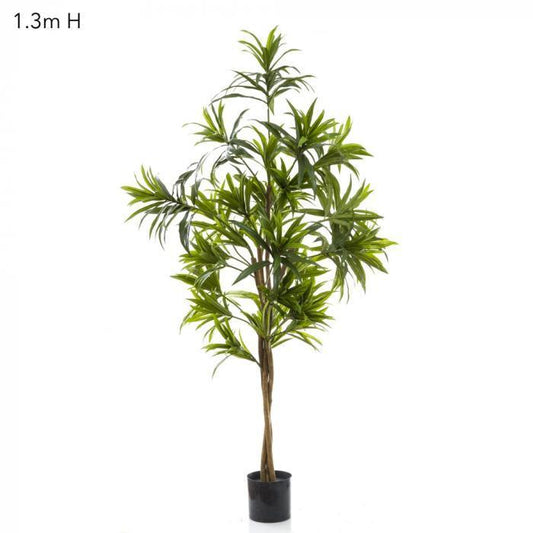 Dracaena Reflexa 1.3m Green-abc