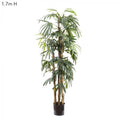 Raphis Palm (Thin Leaf) 1.7m-abc