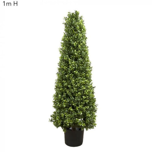 Boxwood Pyramid Tree 1m-abc