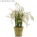 Dancing Orchid in Pot 105cm White-abc