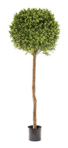 Boxwood Ball Tree 1.5M (Dia 60cm)-abc