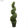 Rosemary Spiral Tree 1.2m-abc