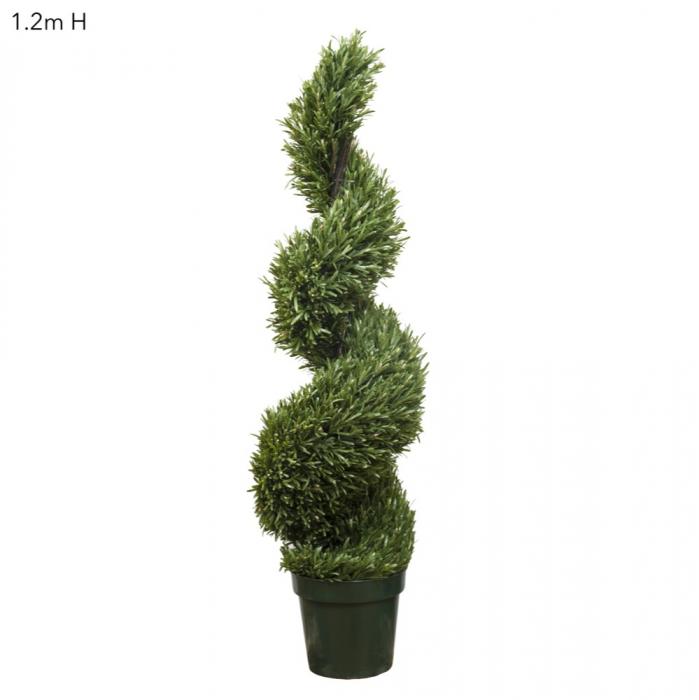 Rosemary Spiral Tree 1.2m-abc