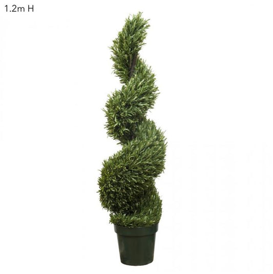Rosemary Spiral Tree 1.2m-abc